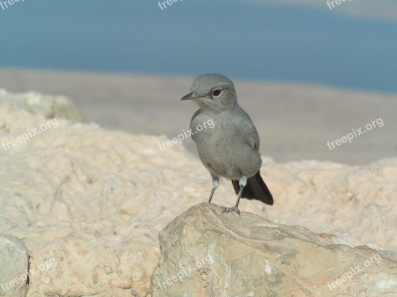 Nature Bird Outdoors Wild World Free Photos