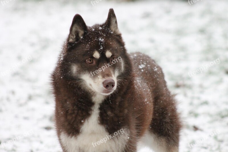 Snow Winter Frosty Mammal Animal World