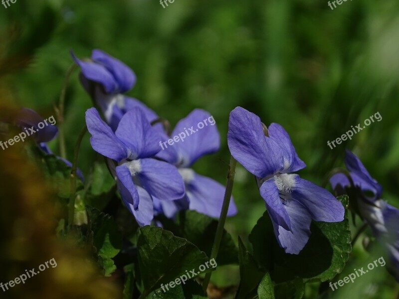 Violet In The Grass Macro Flower Purple