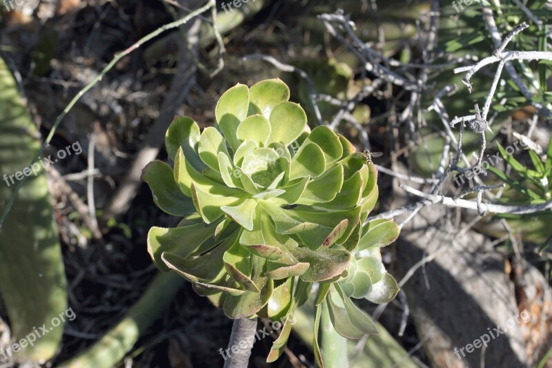 Nature Plant Leaf Garden Flower