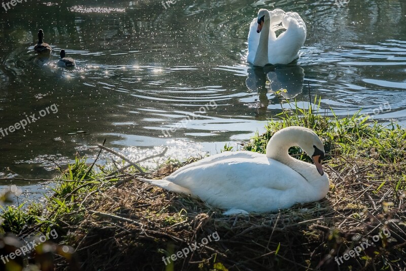 Body Of Water Nature Bird Lake Reflection