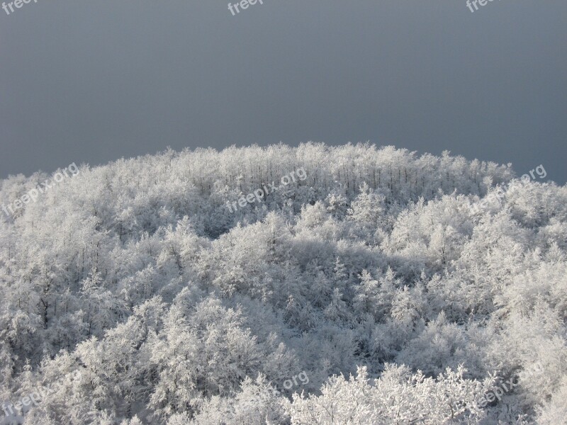 Frost Winter Snow Frozen Cold