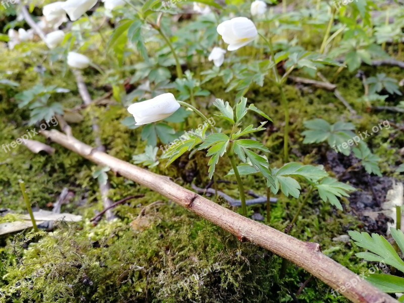 Nature Plant Tree Leaf Wood