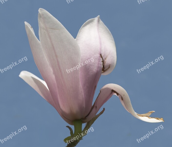 Magnolia Blossom Bloom Tulip Magnolia Ornamental