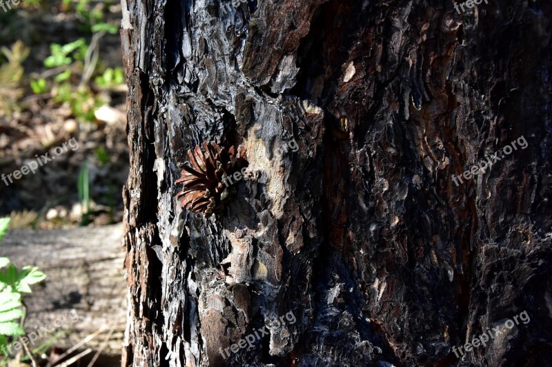 Tree Nature The Bark Pine Cone Plant