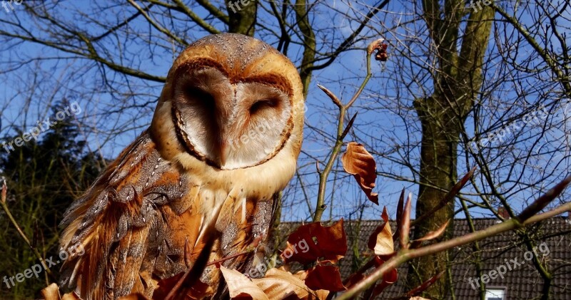 Tree Nature Garden Animal World Animals