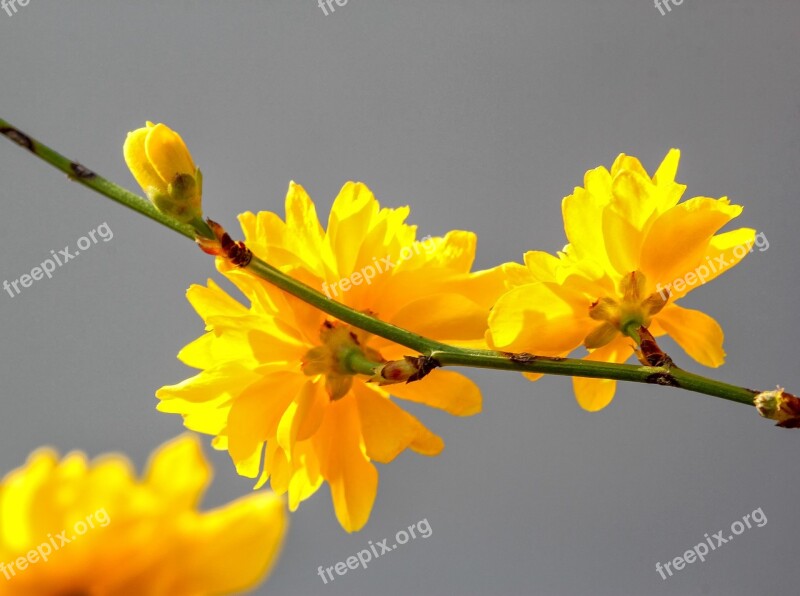 Flower Nature Ranunkel Shrub Plant Bush