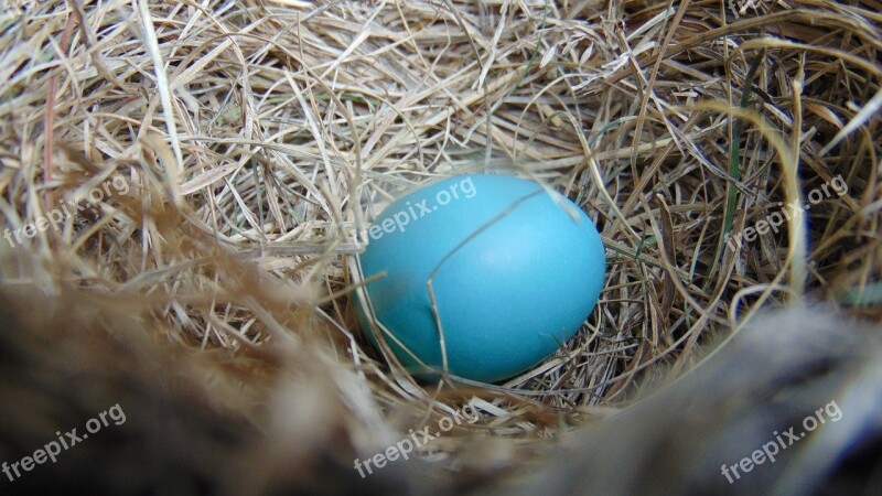 Nest Egg Nature Easter Robin