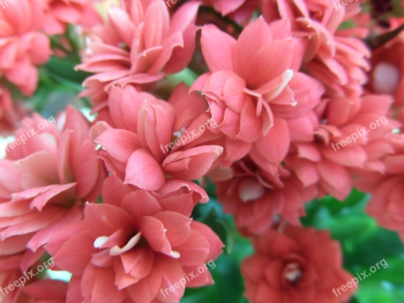 Kalanchoe Flower Plant Nature Garden