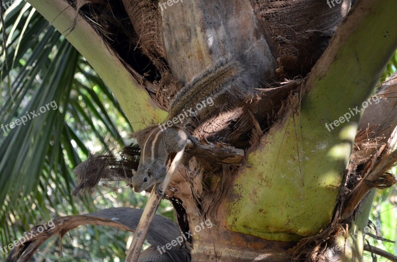 Tropical Tree Nature Palma Wood