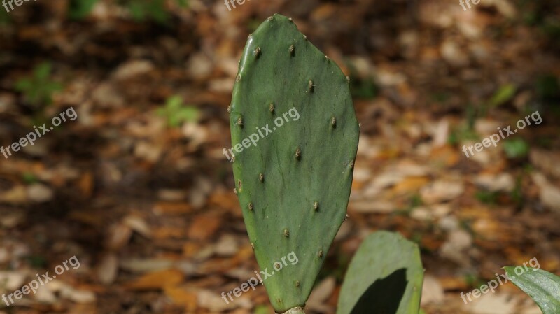 Nature Flora Cactus Leaf Outdoors