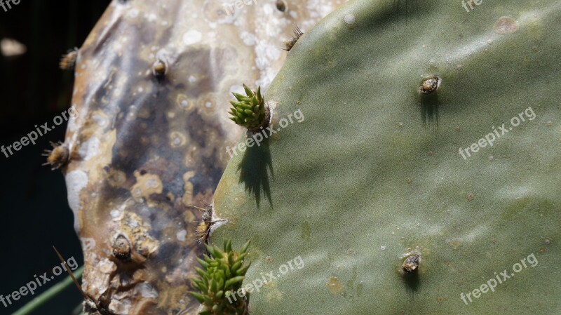 Cactus Nature Desert Daylight Outdoors