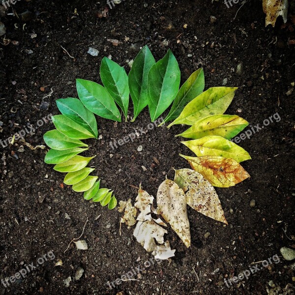 Leaf Flora Soil Garden Nature