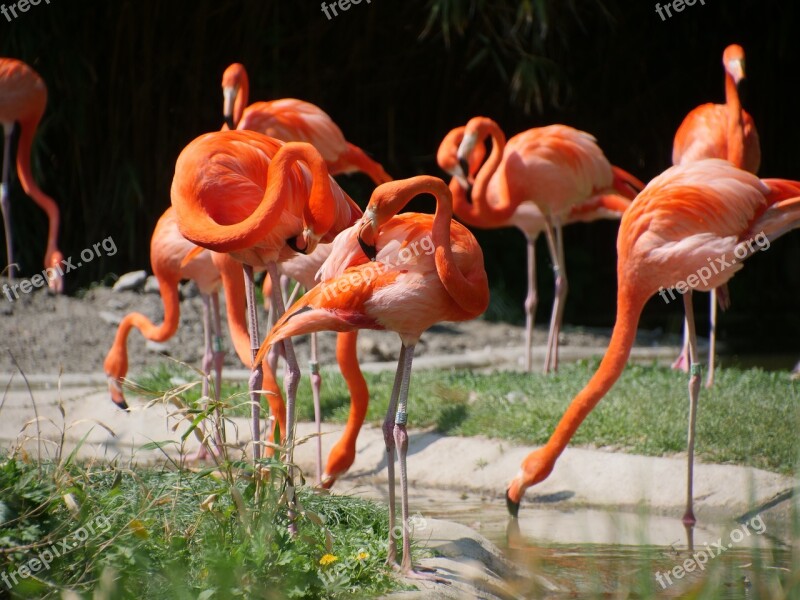 Nature Flamingo Red Flamingo American Flamingo Birds