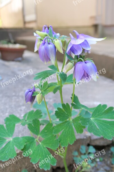 Flowers Plant Natural Leaf Garden