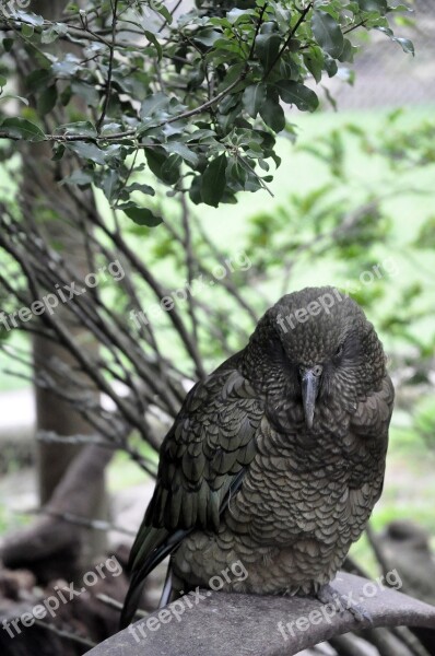 Bird Nature Wildlife Tree Animal