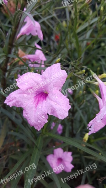 Flower Flora Nature Leaf Summer