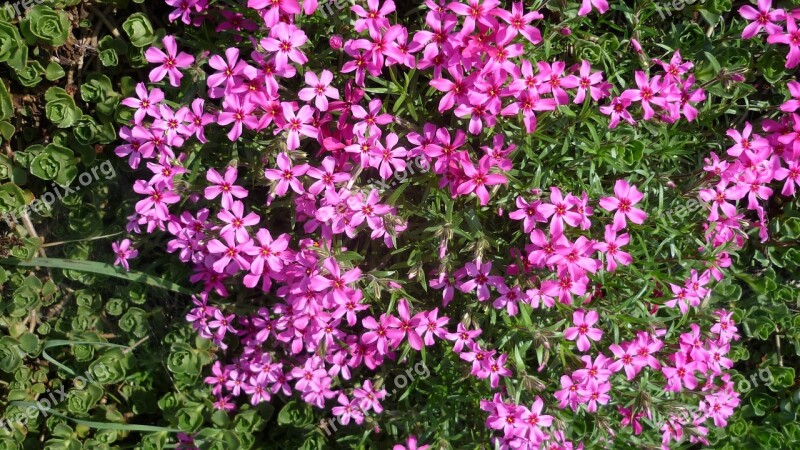 Flower Cushion Pink-red Carpet Of Flowers Rock Plants Wall