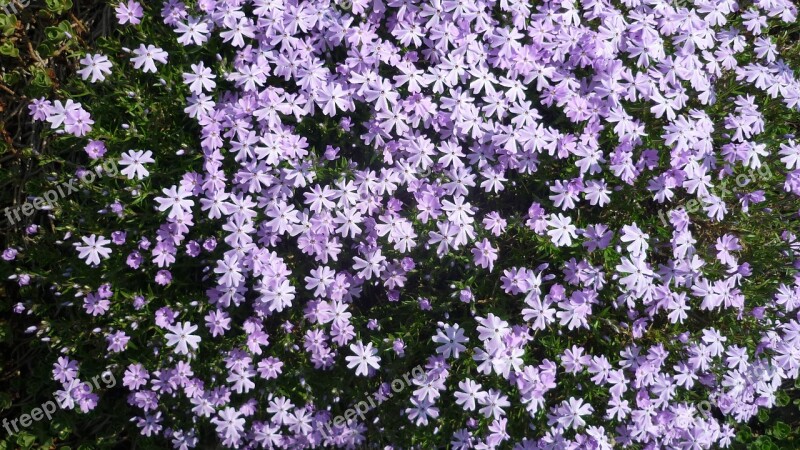 Flower Cushion Rock Plants Light Blue Flowers Free Photos