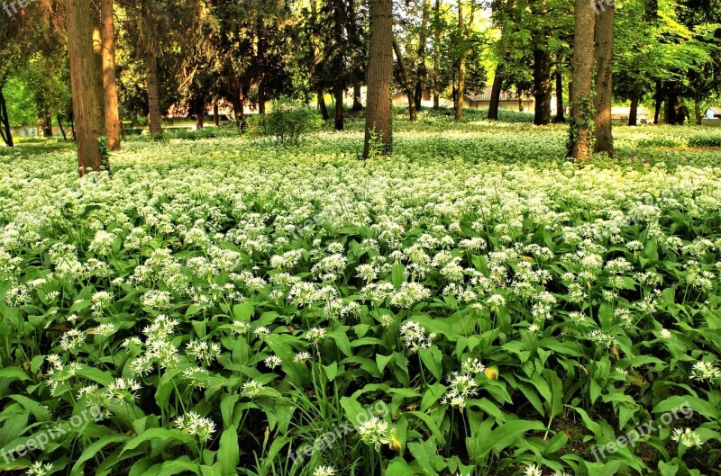 White Flowers Forest Flower Flowery Meadow Free Photos