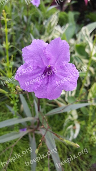 Nature Flower Flora Summer Garden