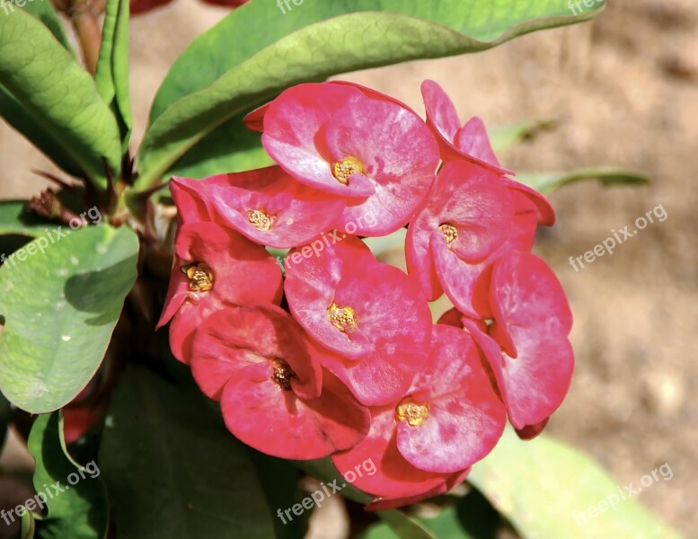 Thorn Of Christ Euphorbia Euphorbia Milii Flower Fleir Pink