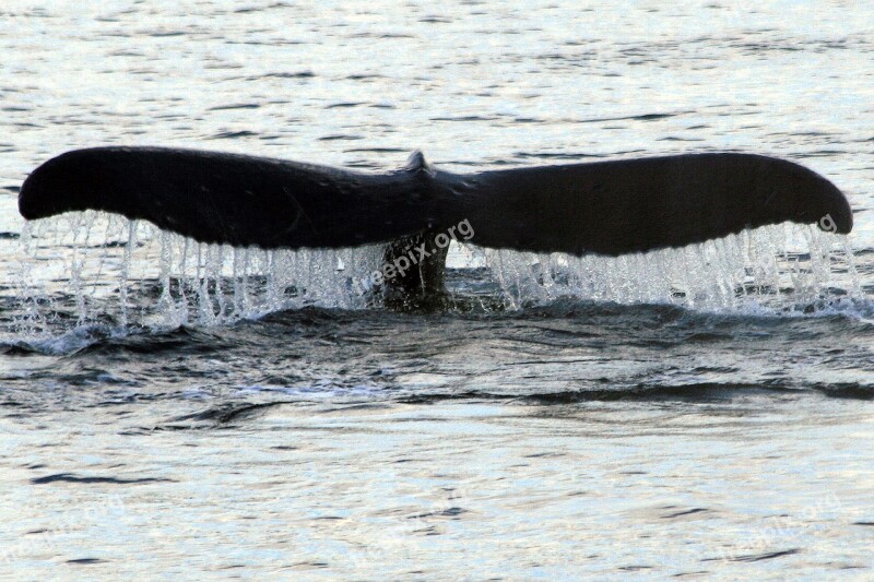 Water Sea Ocean Nature Whale