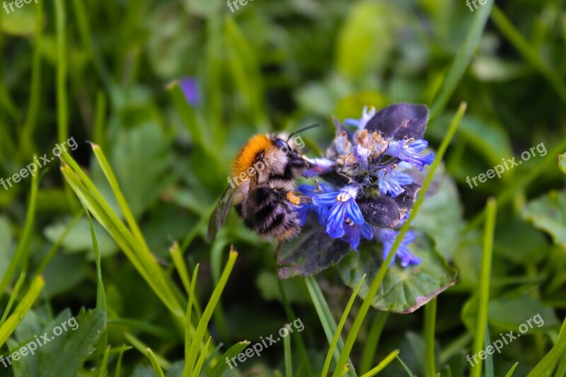 Hummel Bee Nature Plant Grass