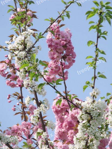 Flower Tree Branch Cherry Wood Plant