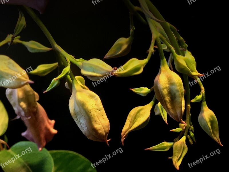 Trasluz Plant Branch Background Leaves