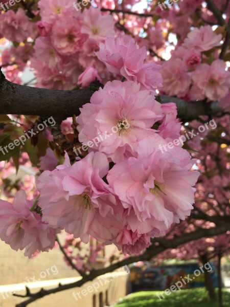 Flower Cherry Wood Plant Branch Free Photos