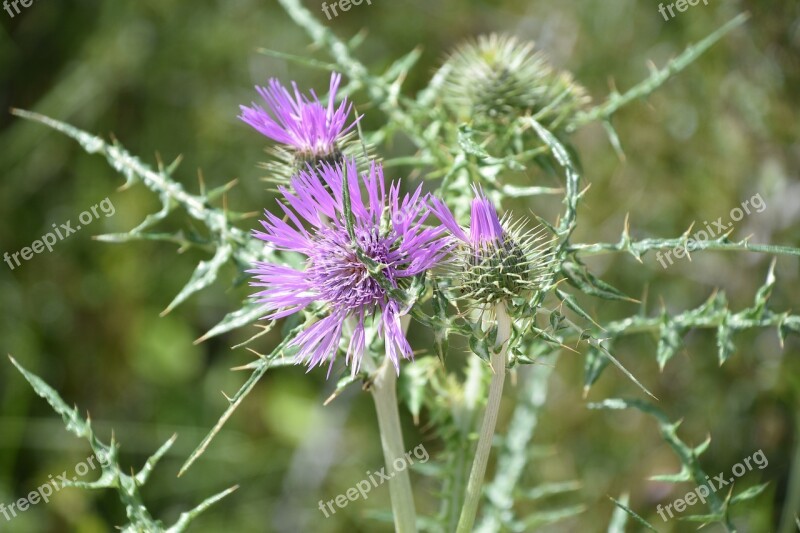 Nature Flower Plant Summer Field