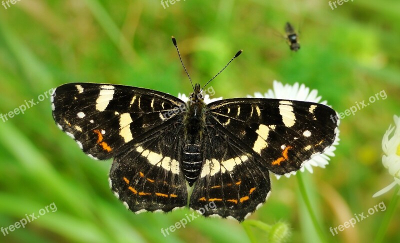 Insect Butterfly Day Nature Animals At The Court Of