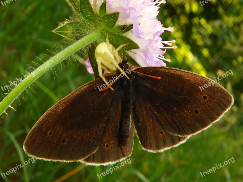 Nature Butterfly Day Insect Summer Flower