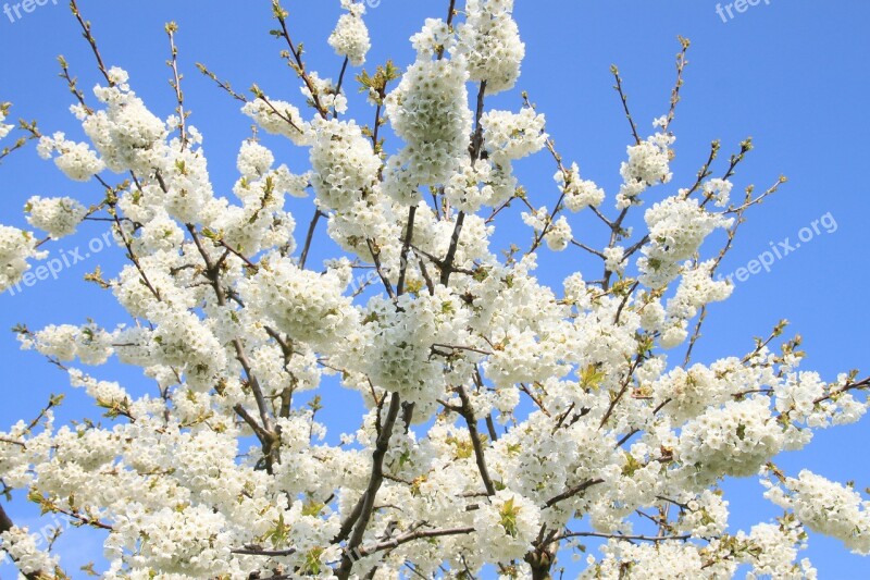 Cherry Blossom Franconian Switzerland Spring Sunshine Flowers