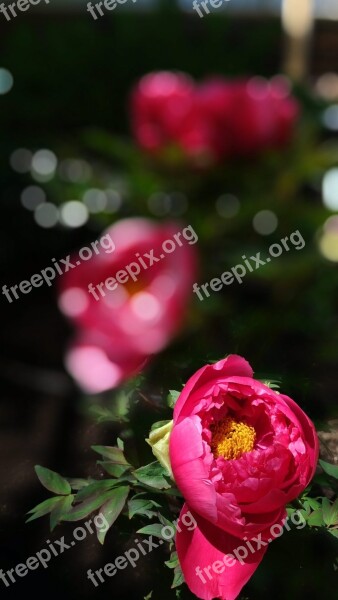 Peony Red Flowers In The Early Summer Gardening Free Photos