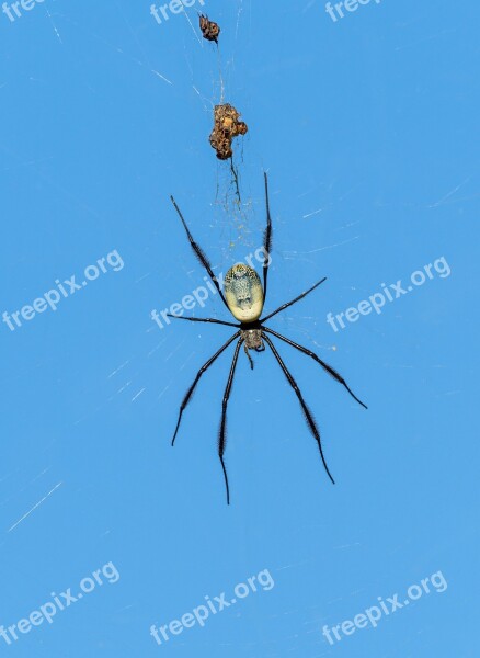 Nephila Fenestrata Spider Spider Web Insect Nature