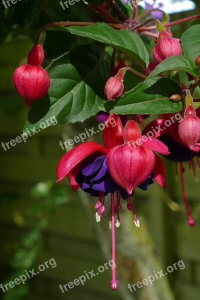 Fuchsia Flower Plant Flora Nature