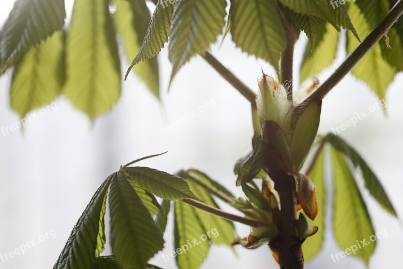 Chestnut Leaf Plant Nature Growth