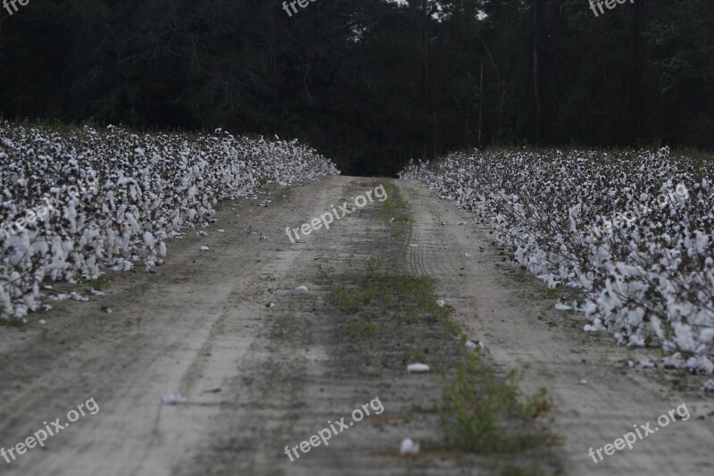 Nature Road Cotton Free Photos