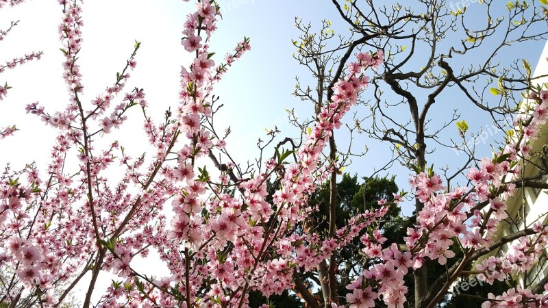 Wood Quarter Cherry Tree Flowers Free Photos