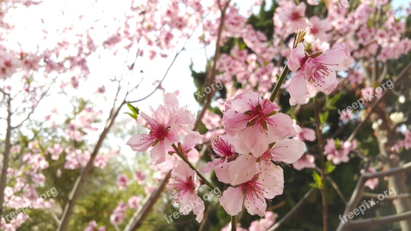 Flowers Plants Quarter Nature Free Photos