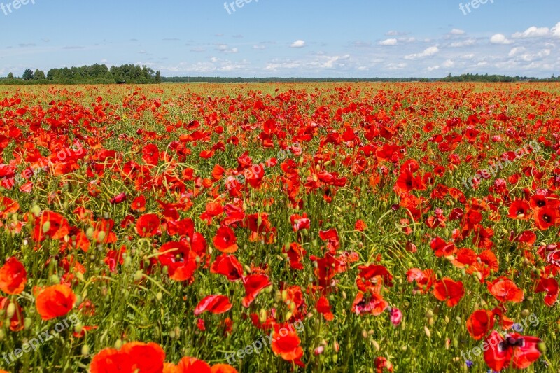 Poppy Flower Field Nature Hayfield