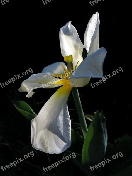 Tulip Exotic Emperor Flower Nature Plant