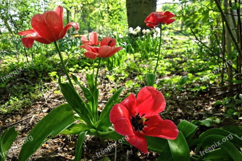 Tulip Flower Plant Bulbous Dutch