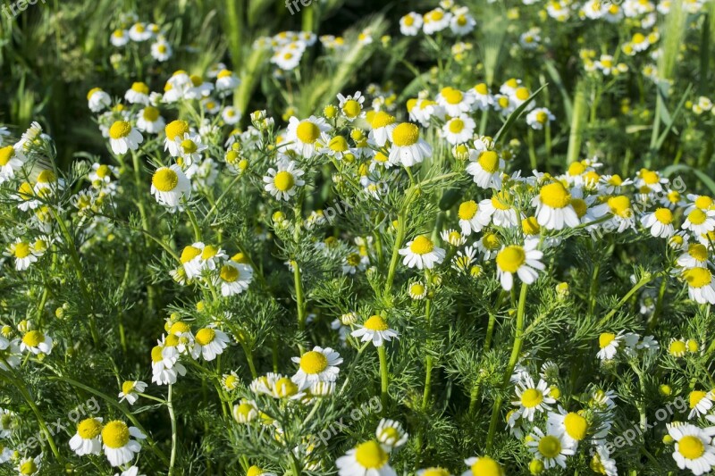 Plant Flower The Hay Field Nature Field