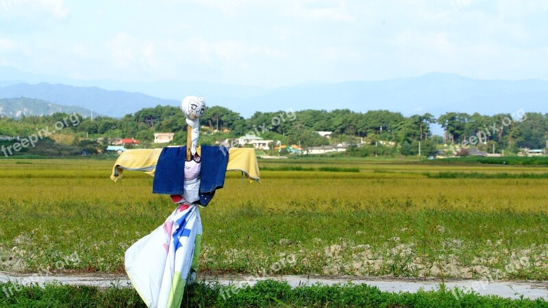 The Scarecrow Gangneung Sichuan Rice Paddies Rice