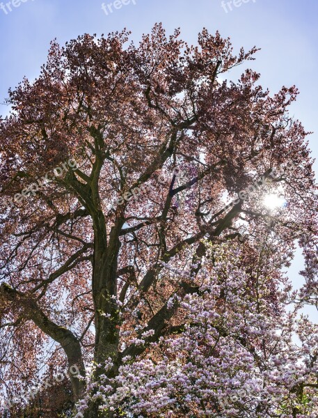 Tree Park Nature Cherry Wood Plant