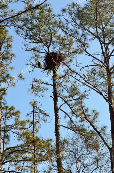 Nest Bird Tree Raptor Nature