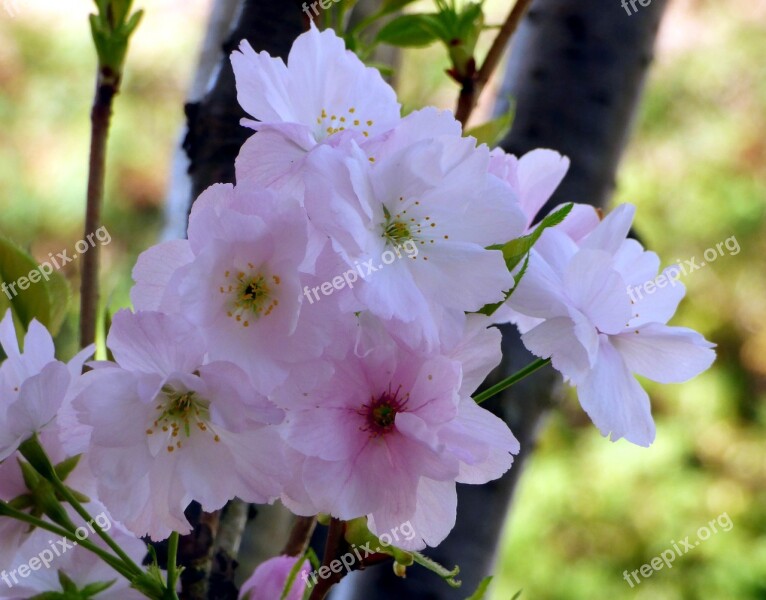 Prunus Flower Plant Garden Nature